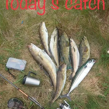 Willa Vassoy Stavanger